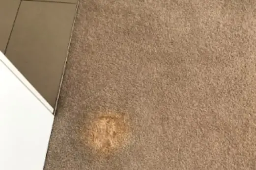 Carpet Cleaning in Norlane